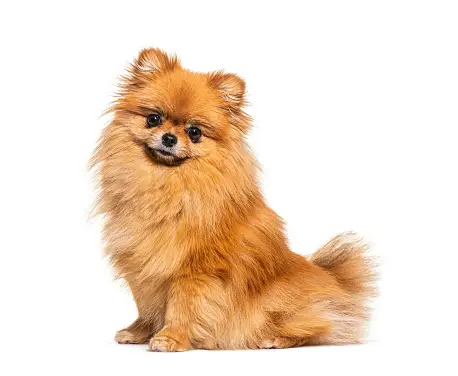 CBD Dosage for Small Dog Breeds