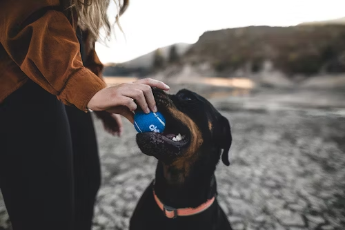 CBD for Aggressive Dogs: Exploring Solutions