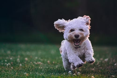 CBD Dosage for Small Dog Breeds