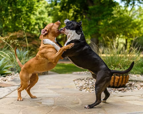 CBD for Aggressive Dogs: Exploring Solutions