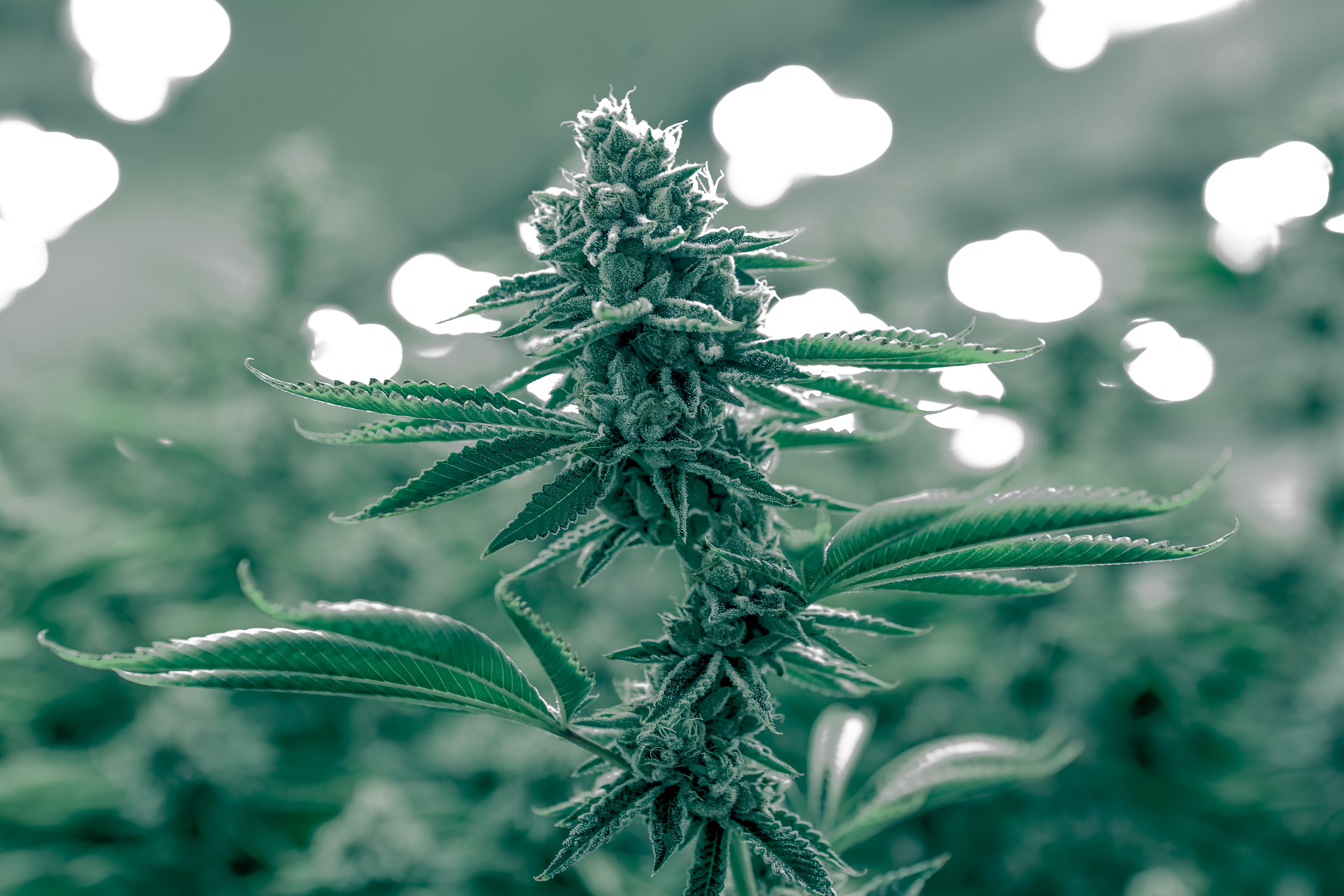 Enhancing Focus and Productivity with Sativa Strains