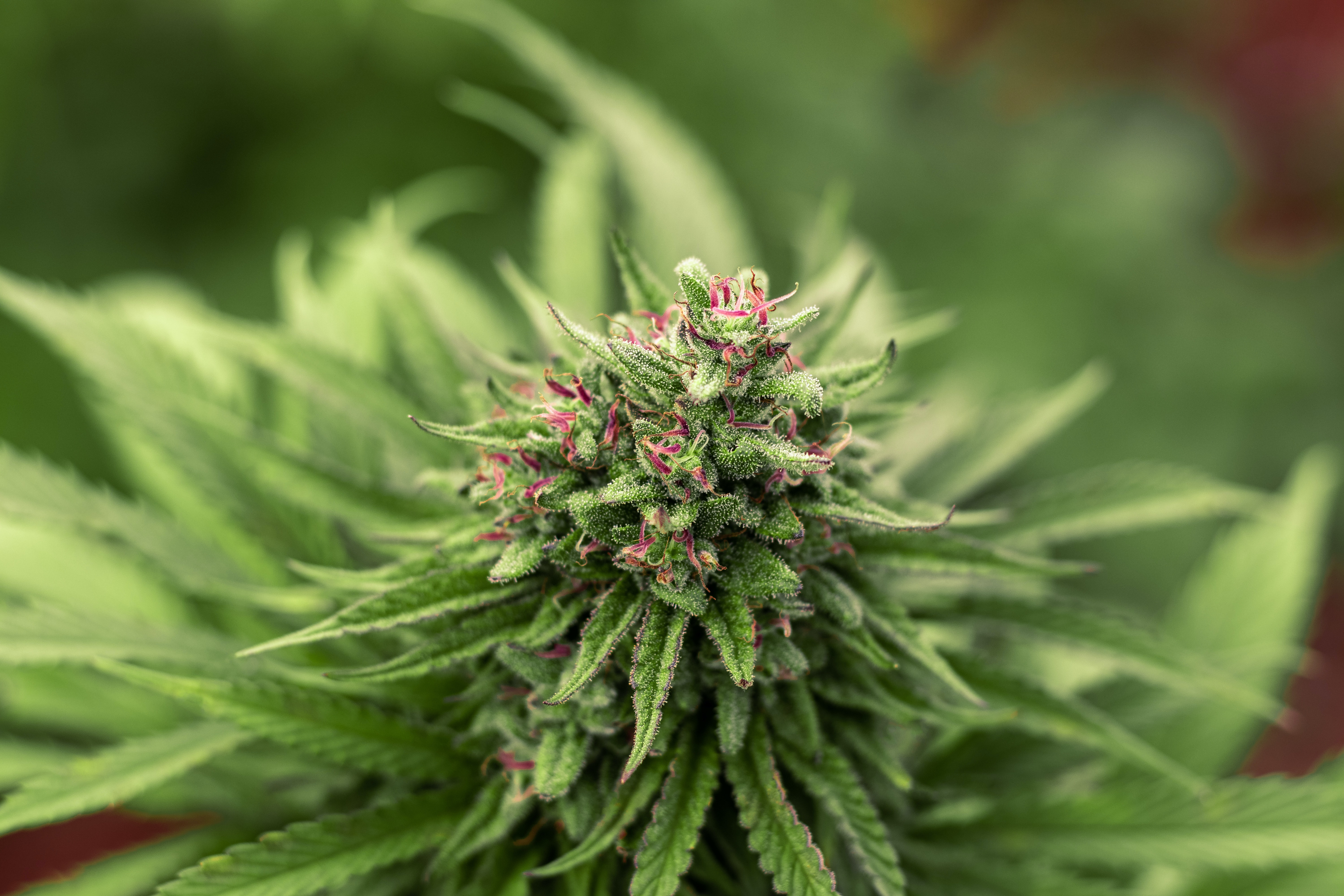 Enhancing Focus and Productivity with Sativa Strains