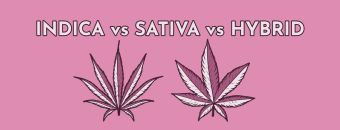 Indica VS Sativa VS Hybrid