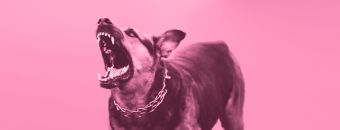 CBD for Aggressive Dogs: Exploring Solutions