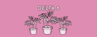  What Is Delta 8 & Does Delta 8 Show Up on a Drug Test?