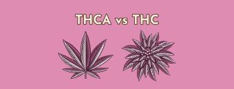 Understanding THCA vs THC