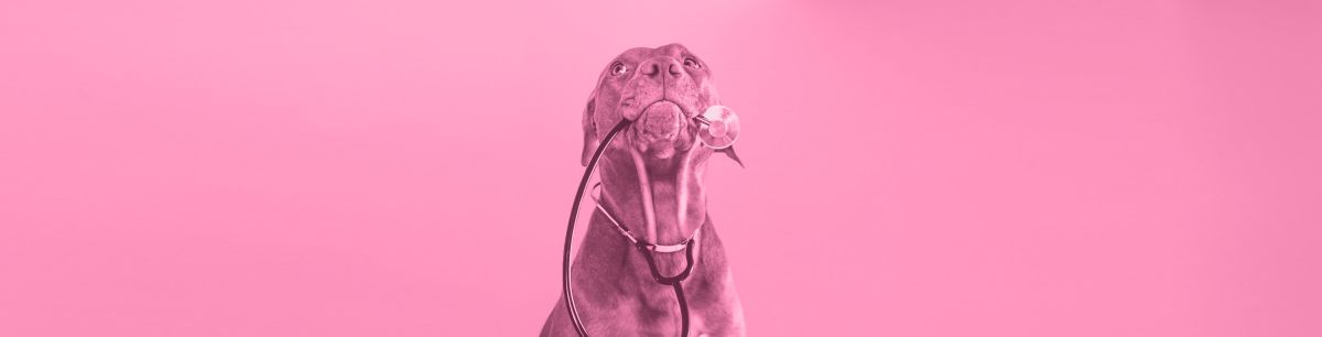 CBD for Epileptic Dogs