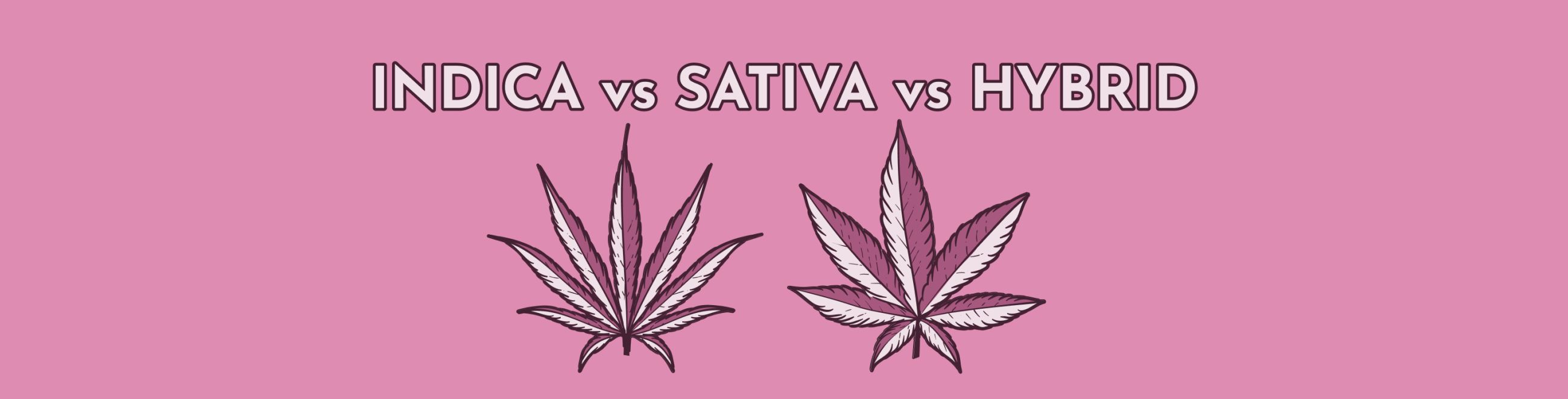 Indica VS Sativa VS Hybrid