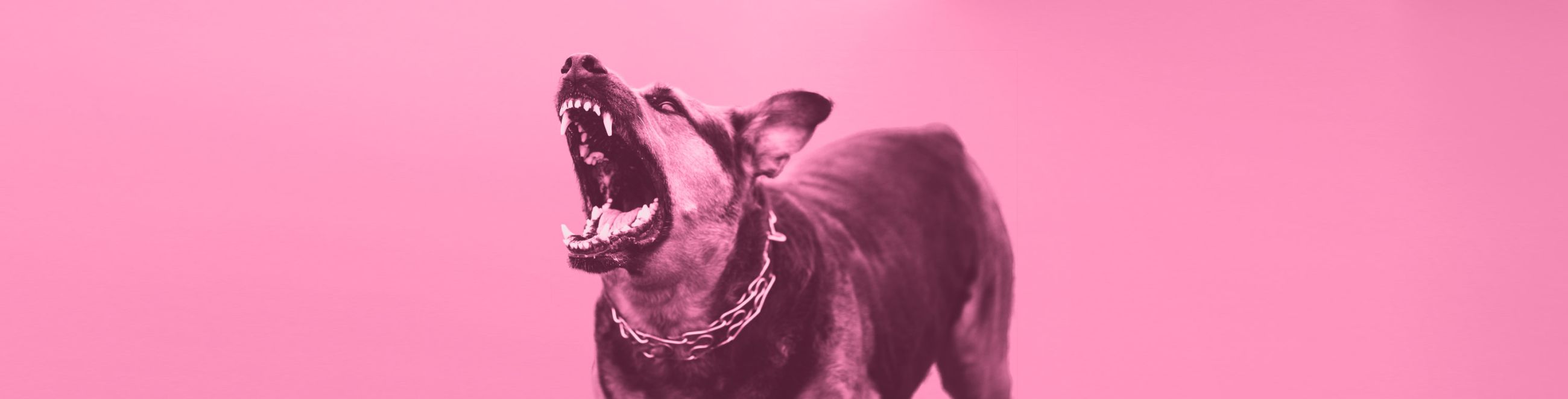 CBD for Aggressive Dogs: Exploring Solutions