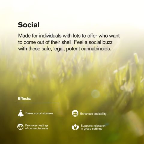 Silver Haze Flower - THCA - Sativa - Thumbnail 6