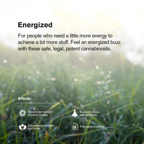 Jet Fuel Gelato Flower - THCA - Sativa - Thumbnail 6