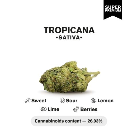 Tropicana Flower - THCA - Sativa - Thumbnail 4