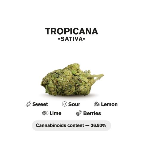 0.5g Tropicana Mini Pre-Roll - Sativa - THCA - 5 Joints - Thumbnail 5