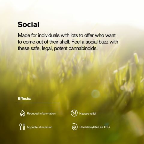 0.5g Tropicana Mini Pre-Roll - Sativa - THCA - 5 Joints - Thumbnail 9