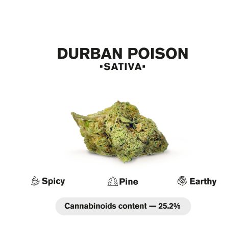 1.5g Durban Poison King Size Pre-Roll - Sativa - THCA - 1 Joint - Thumbnail 5