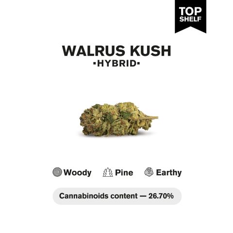 Walrus Kush Flower - THCA - Hybrid - Thumbnail 5
