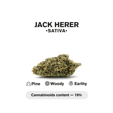 1.5g Jack Herer King Size Pre-Roll - Sativa - THCA - 1 Joint - Thumbnail 5