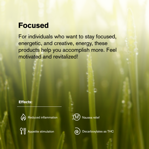 1.5g Jack Herer King Size Pre-Roll - Sativa - THCA - 5 Joints - Thumbnail 9