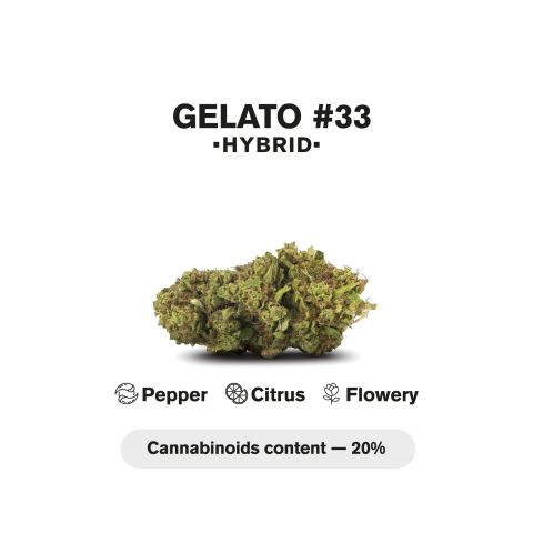 0.5g Gelato #33 Mini Pre-Roll - Hybrid - THCA - 5 Joints - Thumbnail 5