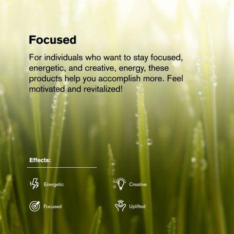 Key Lime Jack Flower - THCA - Hybrid - Thumbnail 5