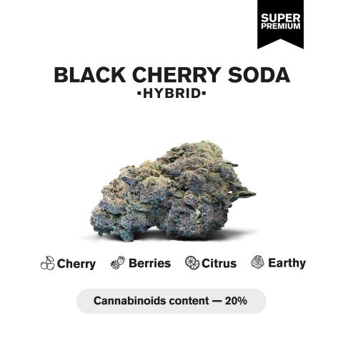 Black Cherry Gelato Flower - THCA - Indica - Thumbnail 3