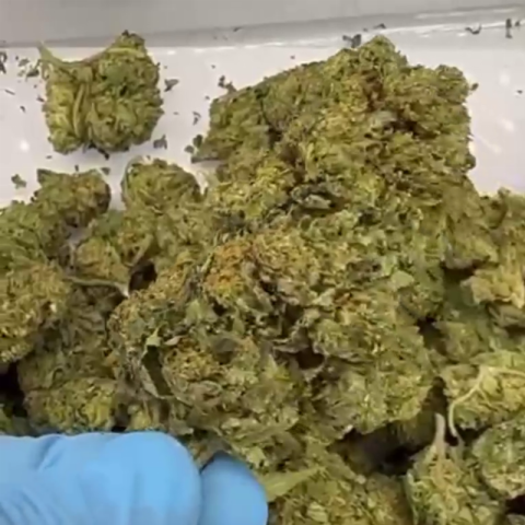 Black Cherry Gelato Flower - THCA - Indica - Video Thumbnail 1