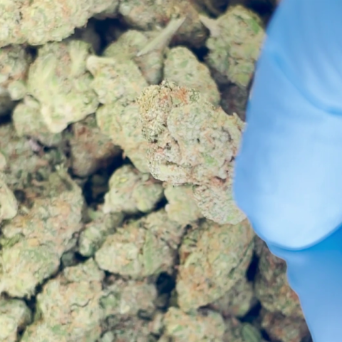 Blue Satellite Flower - THCA - Sativa - Video Thumbnail 1