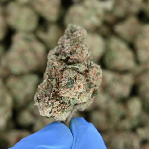 Bubble Bath Flower - THCA - Hybrid - Video Thumbnail 1