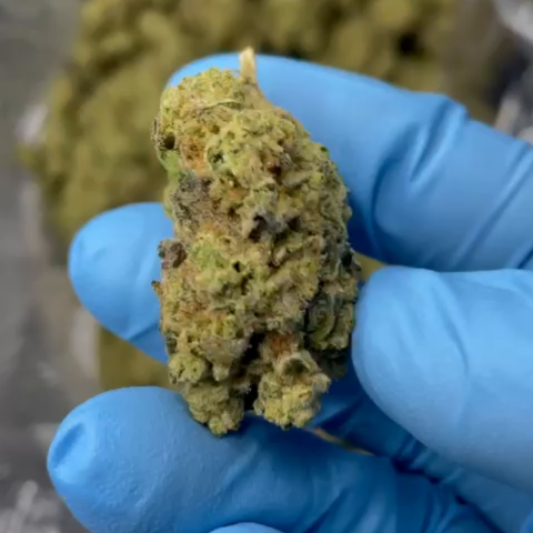 Cereal Milk Flower - THCA - Hybrid - Video Thumbnail 1