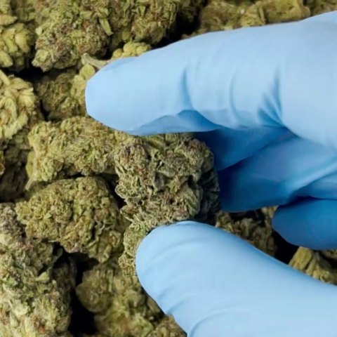 Chemdawg Flower - THCA - Hybrid - Video Thumbnail 1