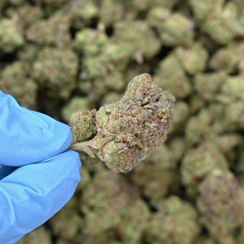 Death Star Flower - THCA - Indica - Video Thumbnail 1