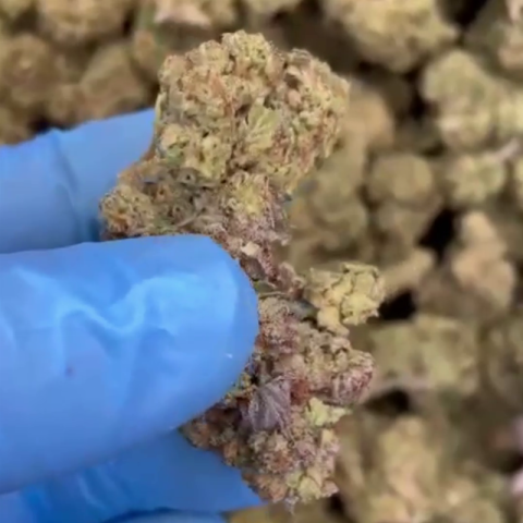 Durban Poison Flower - THCA - Sativa - Video Thumbnail 1