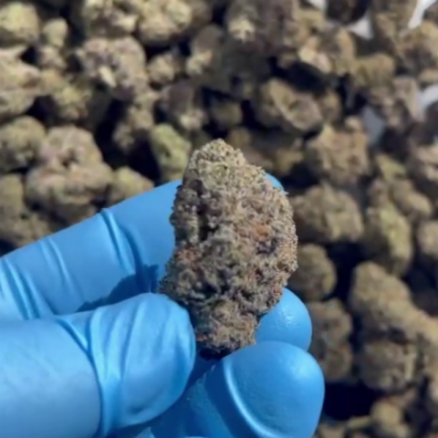 Exotic ICC Flower - THCA - Hybrid - Video Thumbnail 1