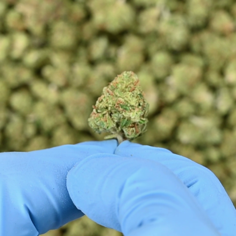 Fire OG Flower - THCA - Hybrid - Video Thumbnail 1