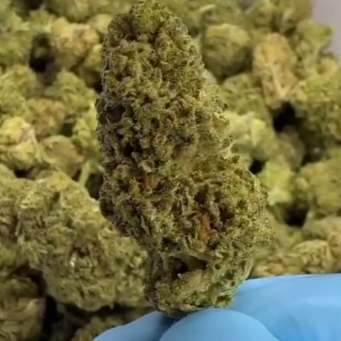 Gary Payton Flower - THCA - Hybrid - Video Thumbnail 1