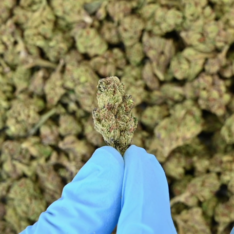 Gelato Haze Flower - THCA - Hybrid - Video Thumbnail 1