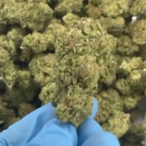 Glitter Bomb Flower - THCA - Indica - Video Thumbnail 1