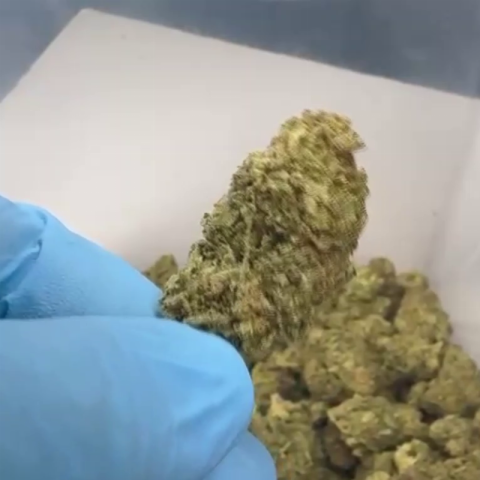 Gushers Flower - THCA - Hybrid - Video Thumbnail 1