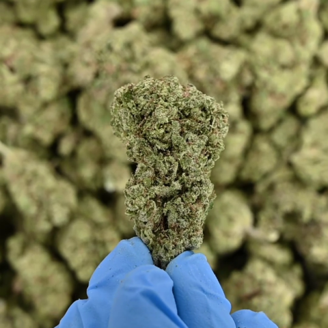 Grapes n Cream Flower - THCA - Hybrid - Video Thumbnail 1