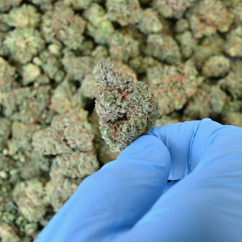 Italian Ice Flower - THCA - Hybrid - Video Thumbnail 1