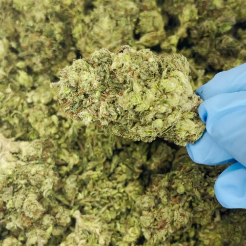 Jungle Juice Flower - THCA - Hybrid - Video Thumbnail 1