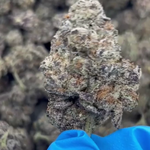 Lemon Cherry Gelato Flower - THCA - Hybrid - Video Thumbnail 1