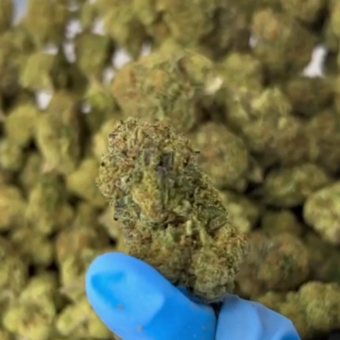 Melon Flower - THCA - Hybrid - Video Thumbnail 1