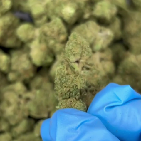 Modified Grapes Flower - THCA - Hybrid - Video Thumbnail 1