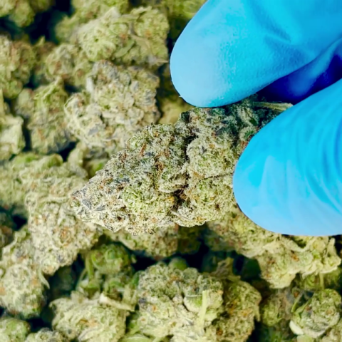 Oreoz Flower - THCA - Hybrid - Video Thumbnail 1