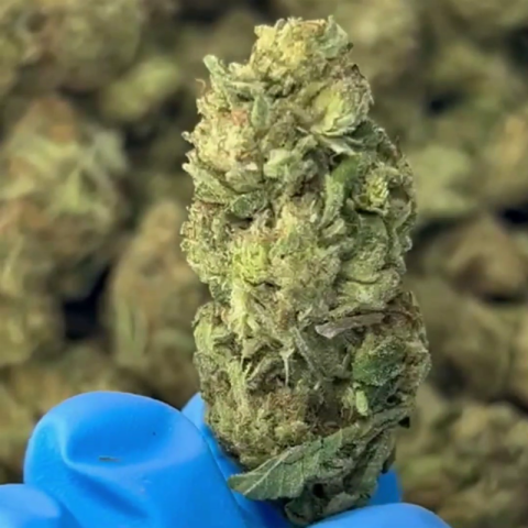 Pink Candy Flower - THCA - Sativa - Video Thumbnail 1