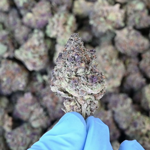 Pink Runtz Flower - THCA - Hybrid - Video Thumbnail 1