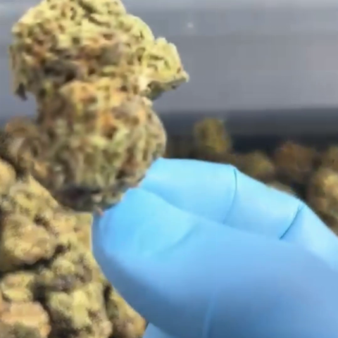 Rebel Runtz Flower - THCA - Indica - Video Thumbnail 1