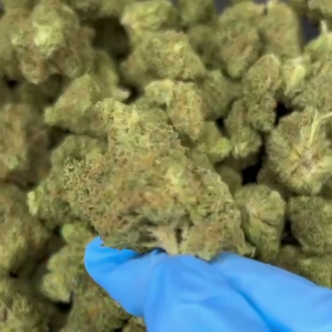 Tangelo Flower - THCA - Hybrid - Video Thumbnail 1