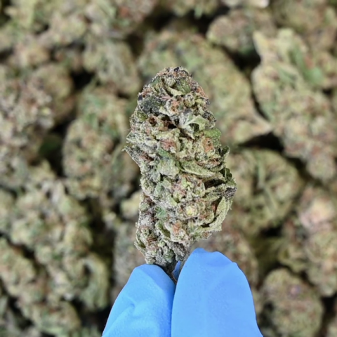 Walrus Kush Flower - THCA - Hybrid - Video Thumbnail 1